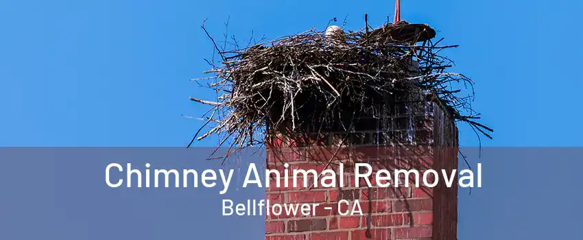 Chimney Animal Removal Bellflower - CA