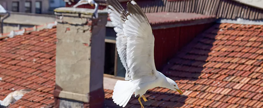 Residential Chimney Animal Removal Solution in Bellflower, CA